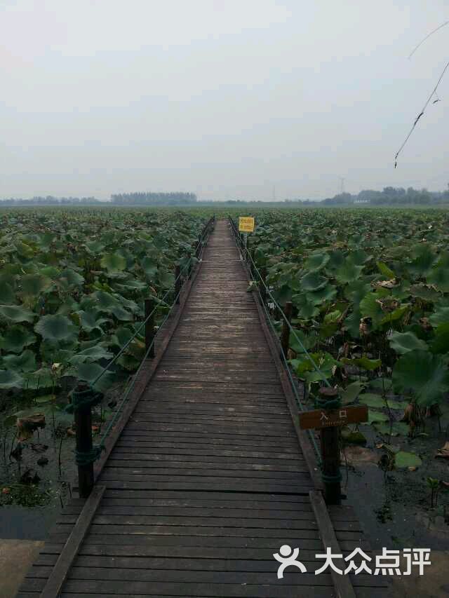 焦岗湖-图片-凤台县景点-大众点评网